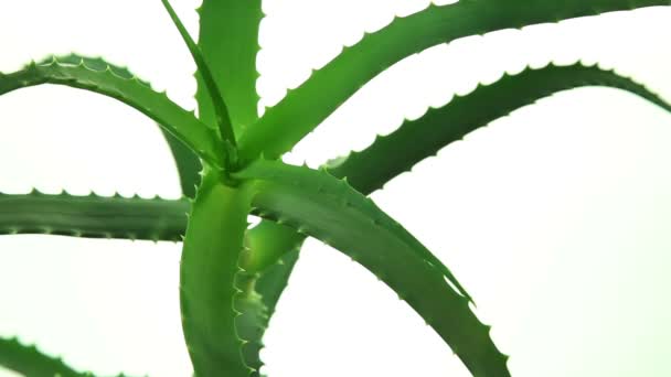 Aloe Vera φύλλα σε λευκό φόντο — Αρχείο Βίντεο