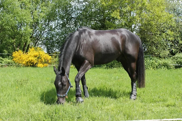 Zwart paard grazen in paddock glanzend — Stockfoto