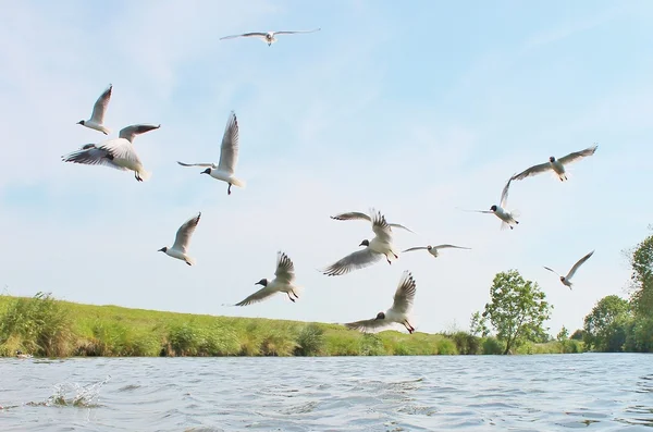 Flock of seagulls feeding river  swooping — Stock Photo, Image