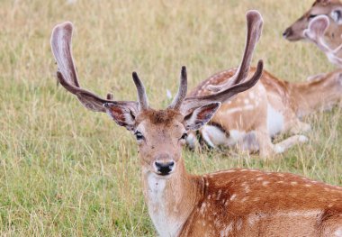 Genç erkeklere özel açık kahverengi