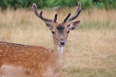 Yakışıklı genç alageyik buck stok, fotoğraf, fotoğraf, resim, resim,