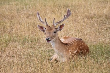 nadas geyik geyik takas uzanarak buck