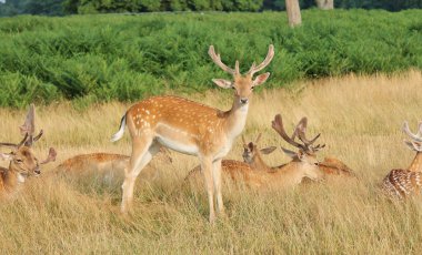 alageyik aile grubu bir ayakta genç erkek stags stok, fotoğraf, fotoğraf, resim, resim ile dinlenme,