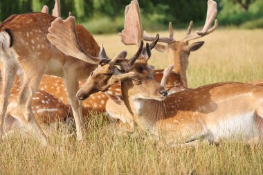 Eski buck stok, fotoğraf, fotoğraf, resim, resim ile oynarken Geyik adak fawn,