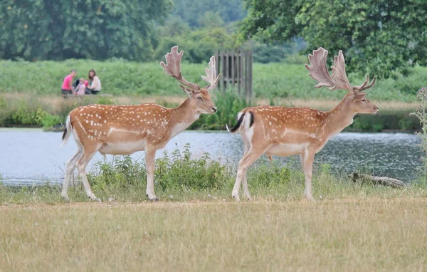 Ciervos en barbecho ciervo cornamenta Richmond, Bushy park. par Ciervo de ciervo joven en barbecho de pie junto al río — Foto de Stock