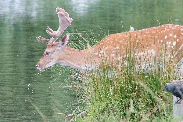 休耕鹿年轻的雄鹿喝从河水 — 图库照片