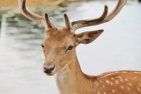 Daniele jelenie jelenia duże poroże Richmond, Bushy Park — Zdjęcie stockowe