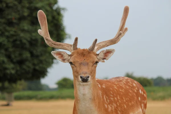 Handsome fallow deer stag in clearing — Stock Photo, Image