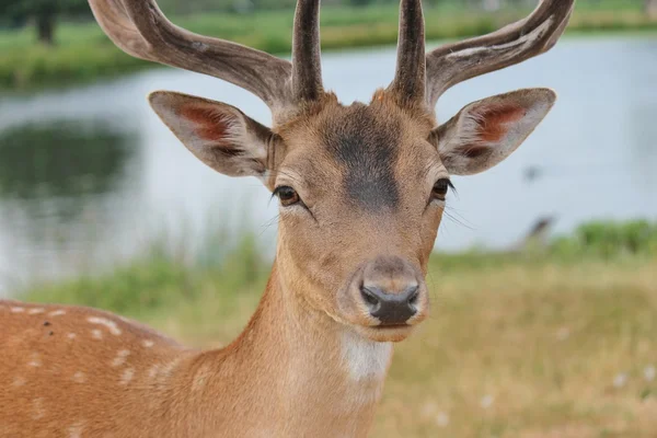 Fallow deer stag in clearing face head — Stock Photo, Image