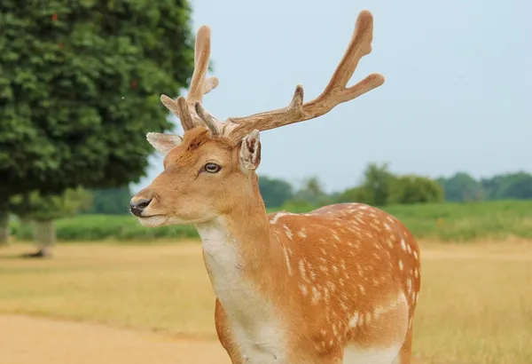 Knappe braak herten hert in clearing Stock, foto, fotograferen, beeld, foto, — Stockfoto