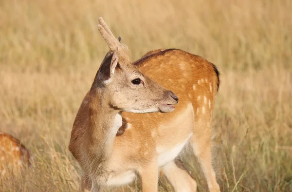 Jeune cerf en jachère cerf faon gros plan — Photo