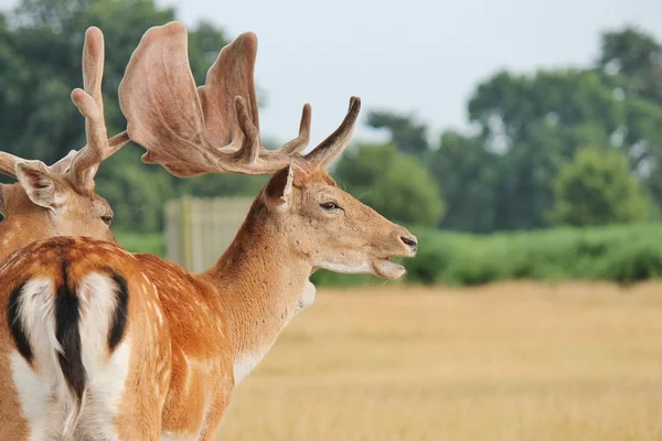 Fallow deer stag large antlers Richmond, Bushy park — Stock Photo, Image