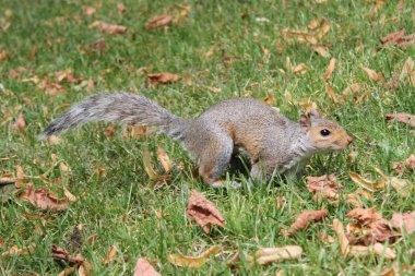 Çimüzerinde gür kuyruğu olan gri sincap