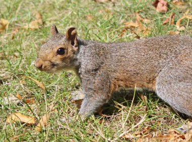 Gri sincap beslenmeleri için geliyor
