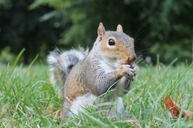 dost gri bushy kuyruk sincap beslenmeleri için geliyor