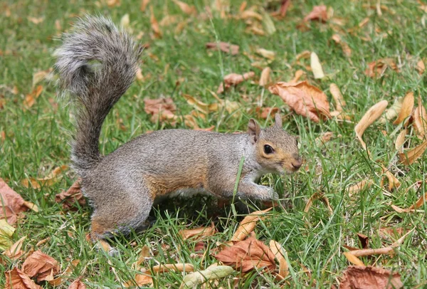 Grå ekorre kommer att matas — Stockfoto