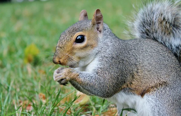 Grigio scoiattolo mangiare scoiattolo coda cespuglioso venire ad essere nutrito — Foto Stock