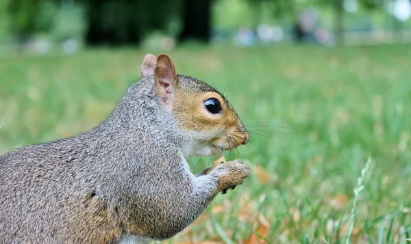 Szürke mókus bozontos farok mókus jön táplálni — Stock Fotó