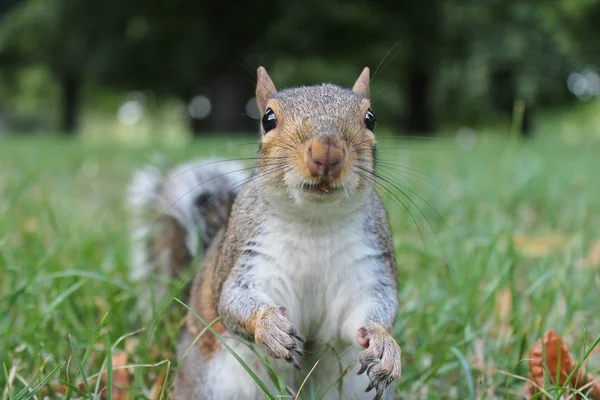Grigio scoiattolo scoiattolo coda cespugliosa venire ad essere nutrito — Foto Stock