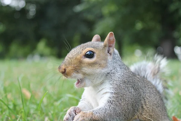 Szürke mókus bozontos farok mókus jön táplálni — Stock Fotó
