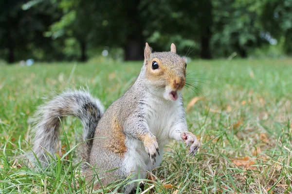 Grey squirrel calling, screech stock, photo, photograph, image, picture, — Stock Photo, Image