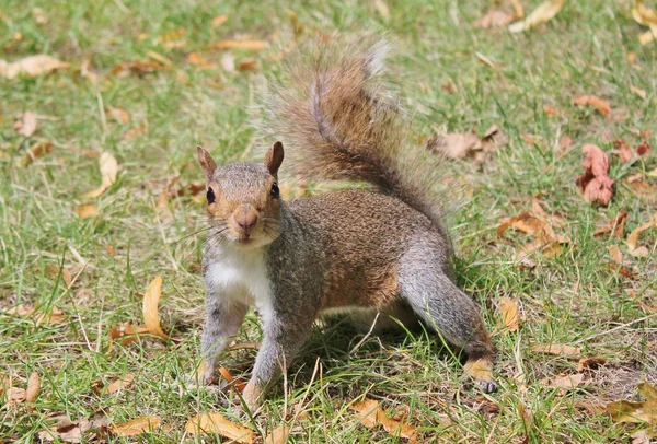 Szürke mókus közelről — Stock Fotó
