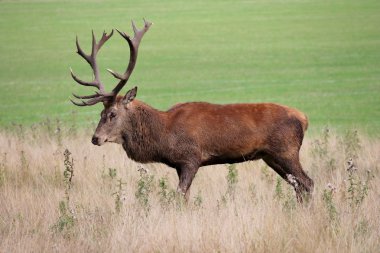 Bushy Park erkek boynuzları ile Kırmızı geyik geyik buck hart