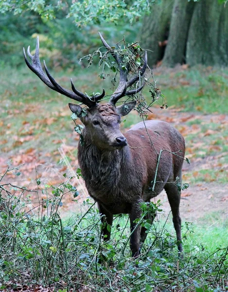 Red Deer Stag Buck hart met geweien in bossige Park mannelijk — Stockfoto