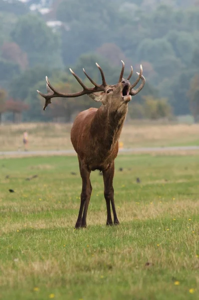 Dzikie jelenie jelenia parku krzaczasty — Zdjęcie stockowe