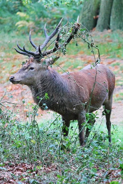 Wild Red deer stag in Bushy Park — Stock Photo, Image