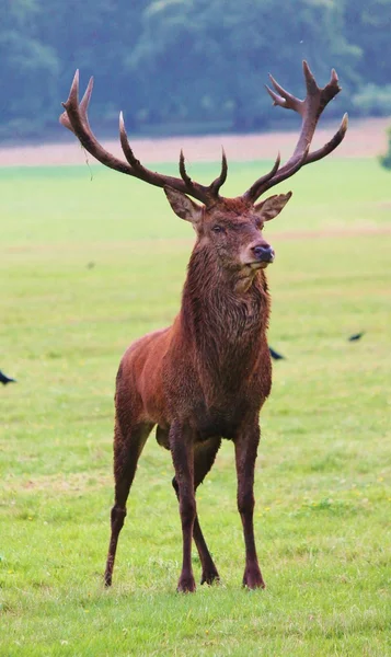 Selvagem de veado vermelho selvagem em Bushy Park — Fotografia de Stock