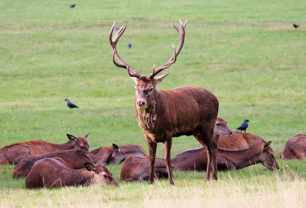 Veado vermelho veado buck hart com chifres em Bushy Park macho — Fotografia de Stock