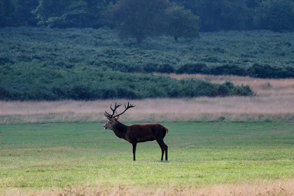 Ciervo rojo ciervo en Bushy Park solo en el paisaje del prado — Foto de Stock