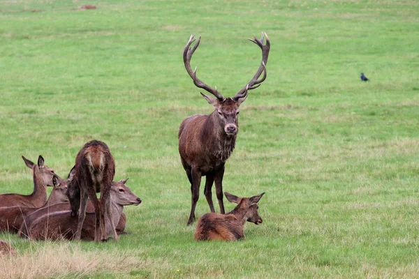 Red Deer Stag rodziny stada w Bushy Park mężczyzna ochrony kobiet DOE jelenie — Zdjęcie stockowe