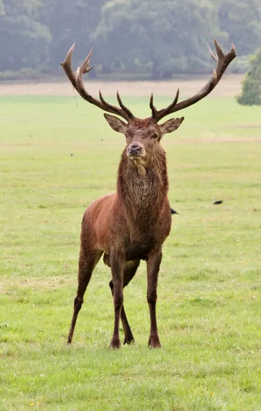 Fallow deer stag with antlers — Stock Photo, Image