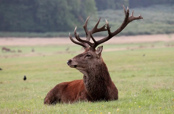 Red Deer Stag Buck hart met geweien in bossige Park mannelijk — Stockfoto