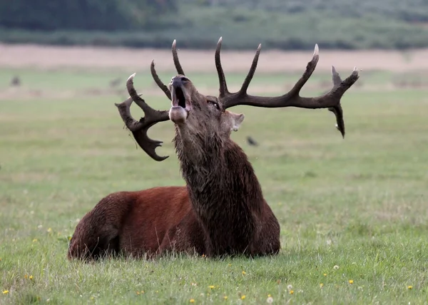 Rothirsch Hirschbock Hirsch mit Geweih im buschigen Park Männchen — Stockfoto