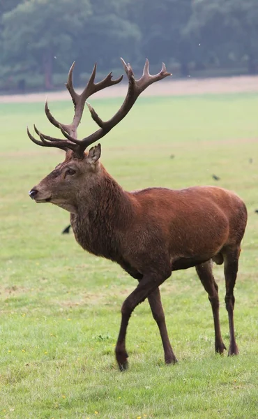 Red Deer Stag in Bushy Park met grote geweien — Stockfoto