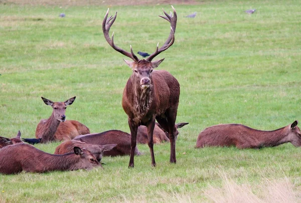 Red Deer Stag kudde familie in Bushy Park — Stockfoto