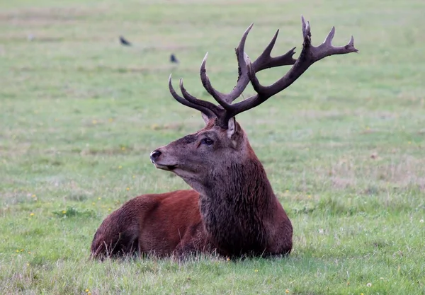 Red deer stag buck hart with antlers in Bushy Park male Stock Picture