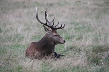 buck gür parkta vahşi Kızıl geyik bekarlığa