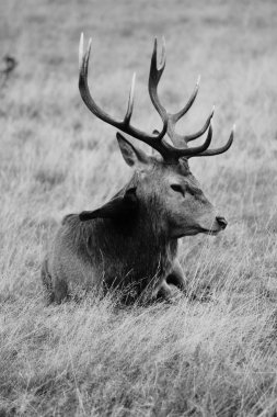 Wild Red deer stag buck in Bushy Park stock, photo, photograph, image, picture,