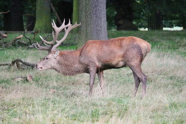 Deer wild fallow stag deer in field — Stock Photo, Image