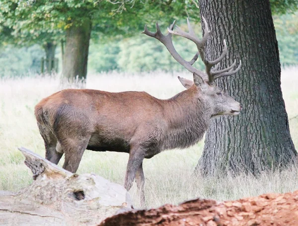 Veado vermelho veado buck hart com chifres em Bushy Park macho — Fotografia de Stock