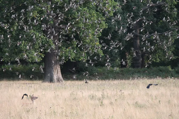 Дикі червоний олень оленя Баку в густі парк — стокове фото