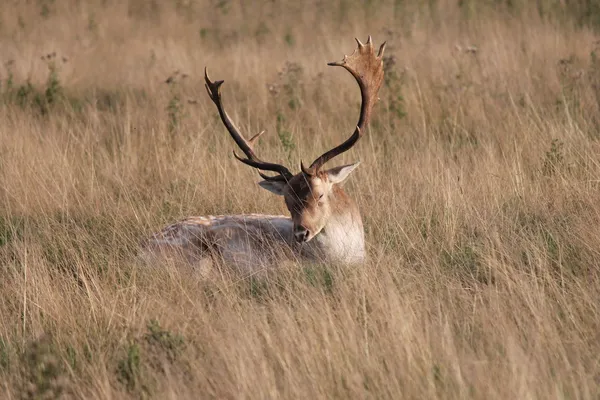 Wilde rode herten stag buck in borstelige park — Stockfoto