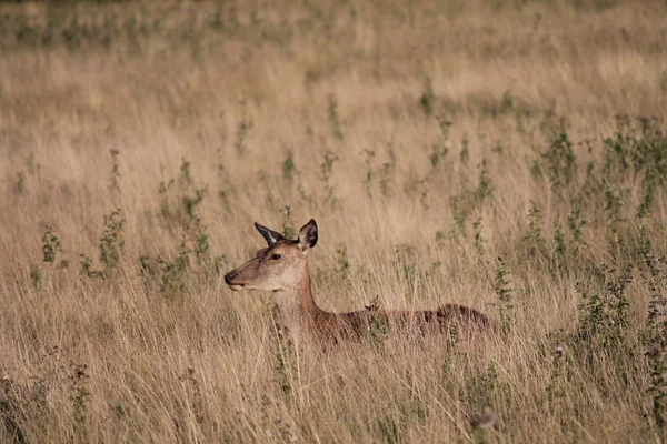 Cerf rouge sauvage cerf buck dans Bushy Park — Photo