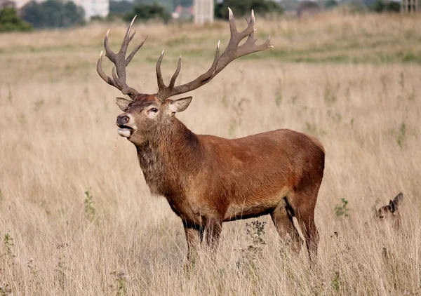 Kronhjort stag Buck Hart med horn i Bushy Park hane — Stockfoto