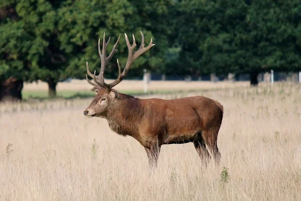 Red Deer Stag Buck met geweien in Bushy Park voorraad, foto, fotograferen, beeld, foto, — Stockfoto