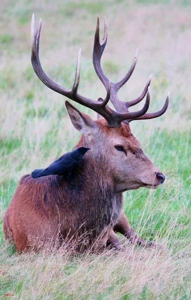 Red veado stag buck com chifres em Bushy Park — Fotografia de Stock